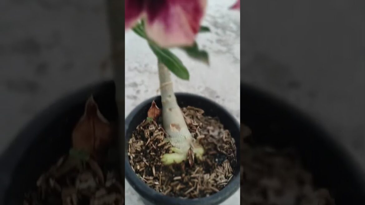 #adenium#lowprice 🎉🎉🎉#wholesale price available 🥳🥳🥳 #all india supply ❤️contact me 8653744280🙏🙏🙏🙏🙏🙏