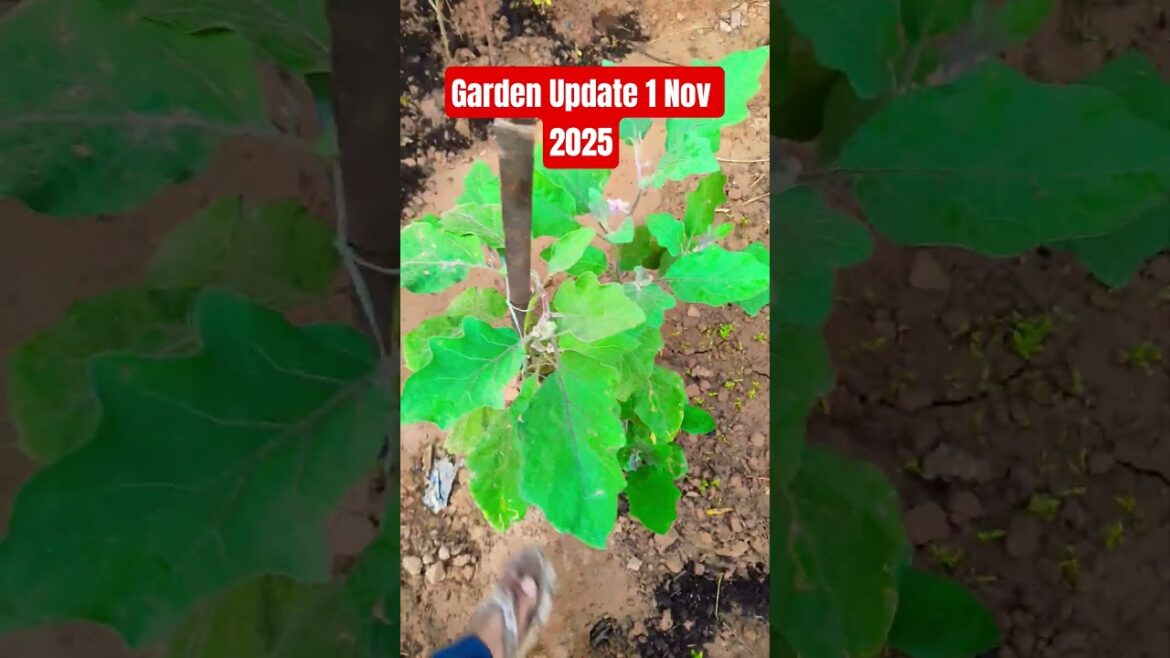 vegetable plans to grow at home #trending #shorts #gardening vegetable plans to grow at home #trending #shorts #gardening