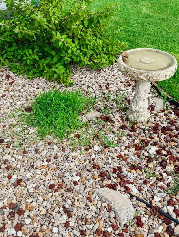 This July 16, 2025, image provided by Alyssa Sirek shows weeds that sprouted in her Granbury, Texas, rock-scaped garden after birds dropped seeds from an overhead feeder. (Alyssa Sirek via AP)