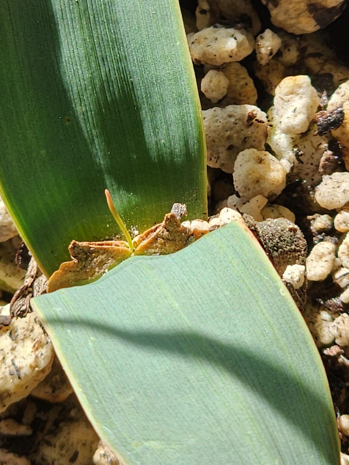 Picked up this Welwitschia seedling at the Huntington Gardens sale this weekend, and it's got something funky going on in the middle. Does this look like another set of leaves to you?