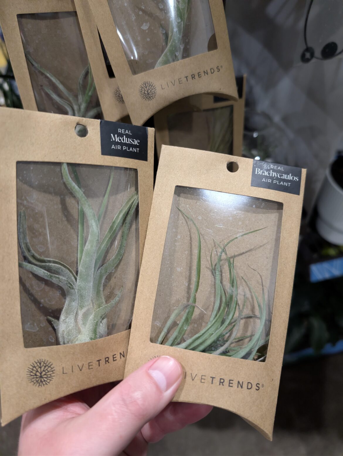 First time I've seen Lowe's selling air plants that aren't glued to something!