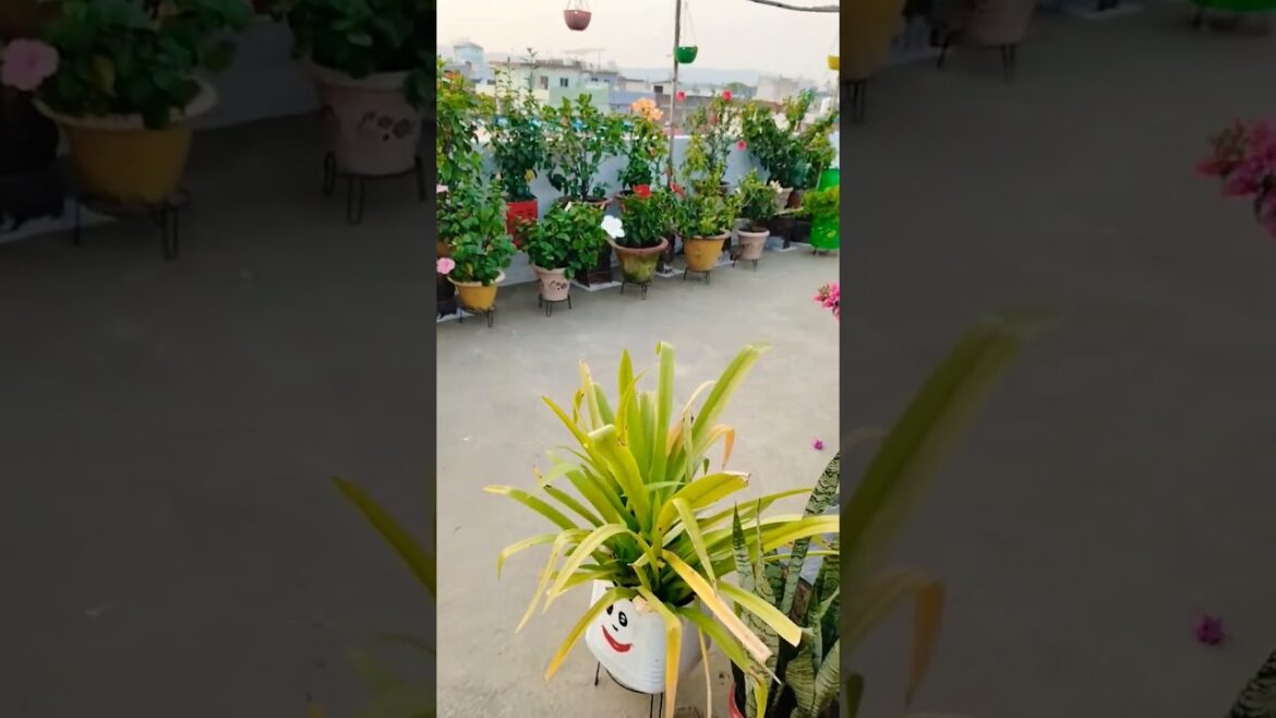 Podho Ka Nasha ☺️#GardeningWithDk #gardenplants #gardenideas #diy #diygardening Podho Ka Nasha ☺️#GardeningWithDk #gardenplants #gardenideas #diy #diygardening