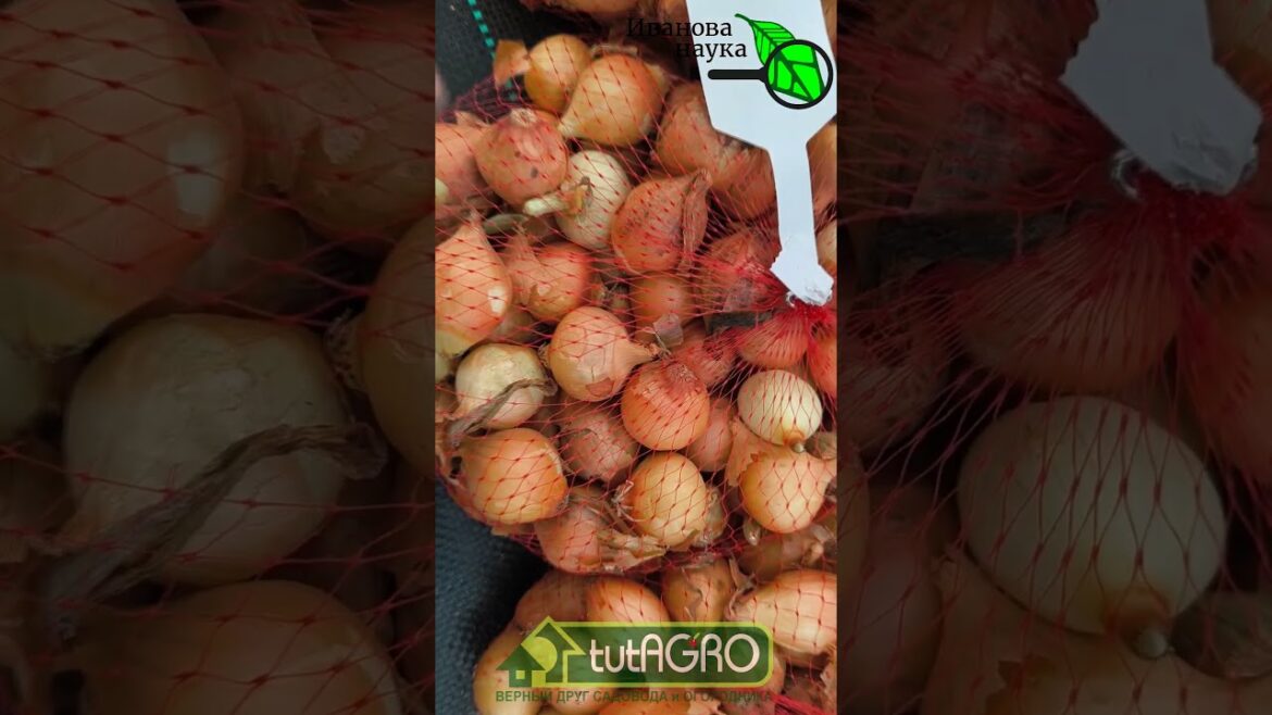 Посадка лука репчатого под зиму: даже крупный севок не стрелкуется.