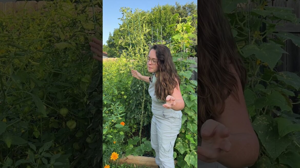 Tomato pruning like an 🌱expert gardener🌱 #gardening #gardenbed #garden #gardendesign Tomato pruning like an 🌱expert gardener🌱 #gardening #gardenbed #garden #gardendesign