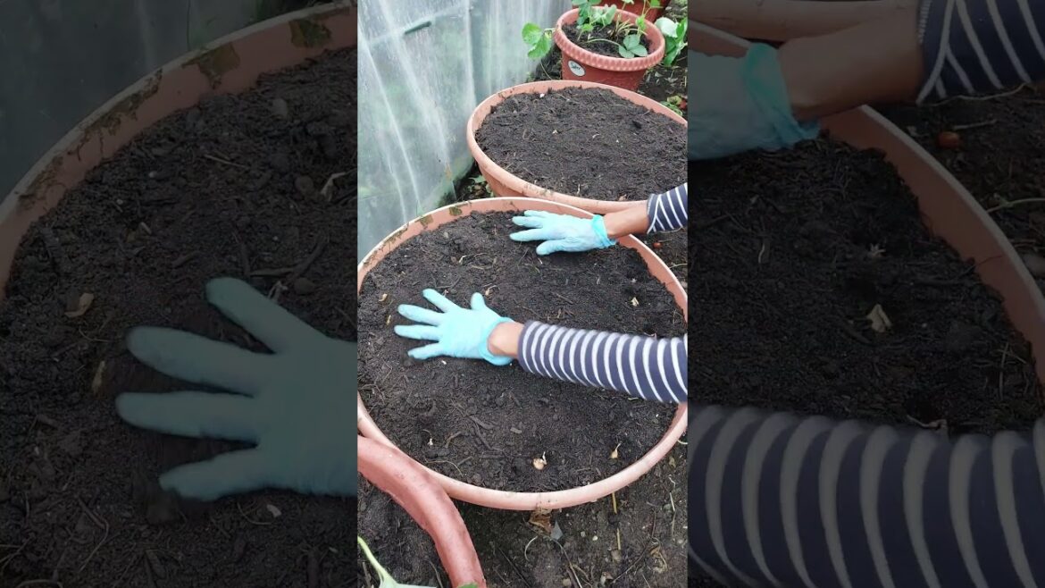 Planting onions in a container #garden