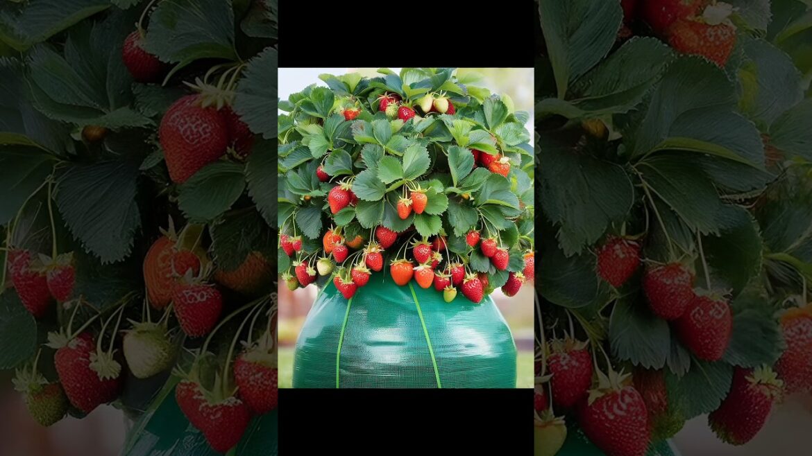 Best Strawberry Seeds for Beginners in 2025