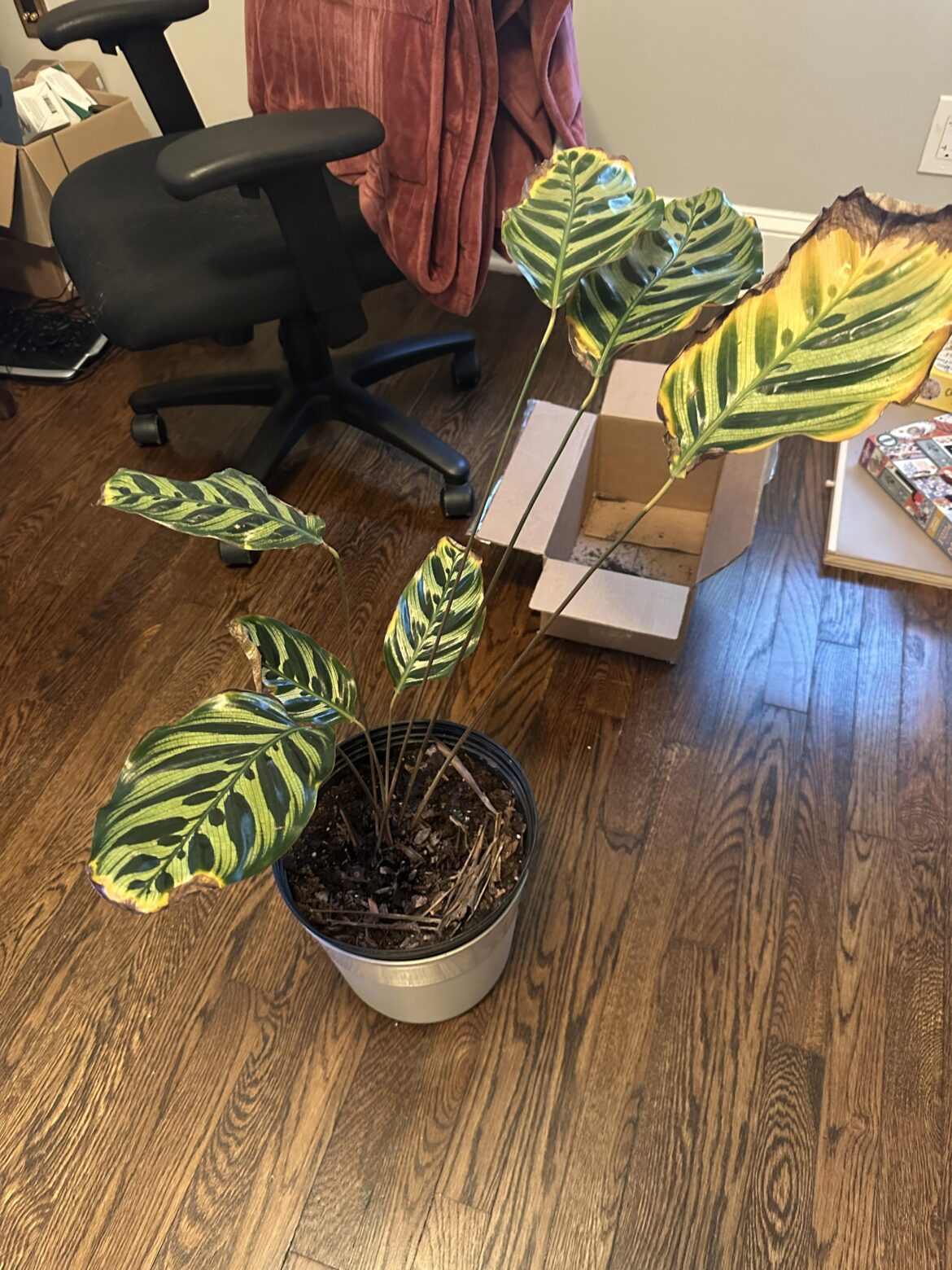 Help please Help please