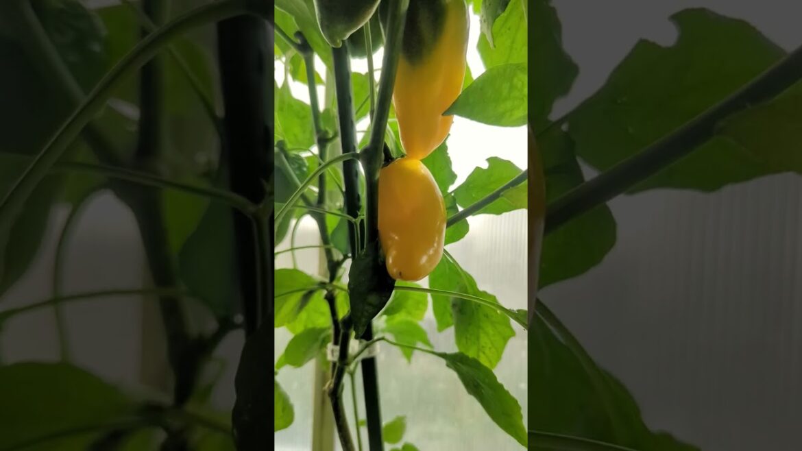 It's a Bell pepper 🫑 kinda morning | Slacker Gardening