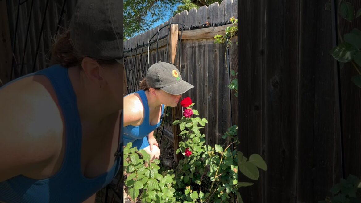 Somehow the garden survived my first trimester #gardening #garden #gardendesign #growyourownfood Somehow the garden survived my first trimester #gardening #garden #gardendesign #growyourownfood