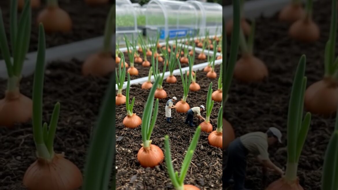 Growing Onion Seedlings in a Miniature Greenhouse Growing Onion Seedlings in a Miniature Greenhouse