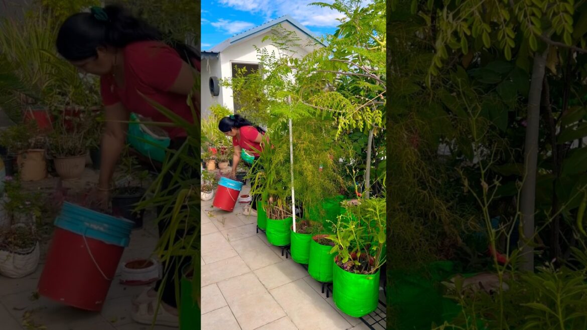 Daily routine Garden work #terracegarden ##vegetables #gardenplants #vegetables #organic