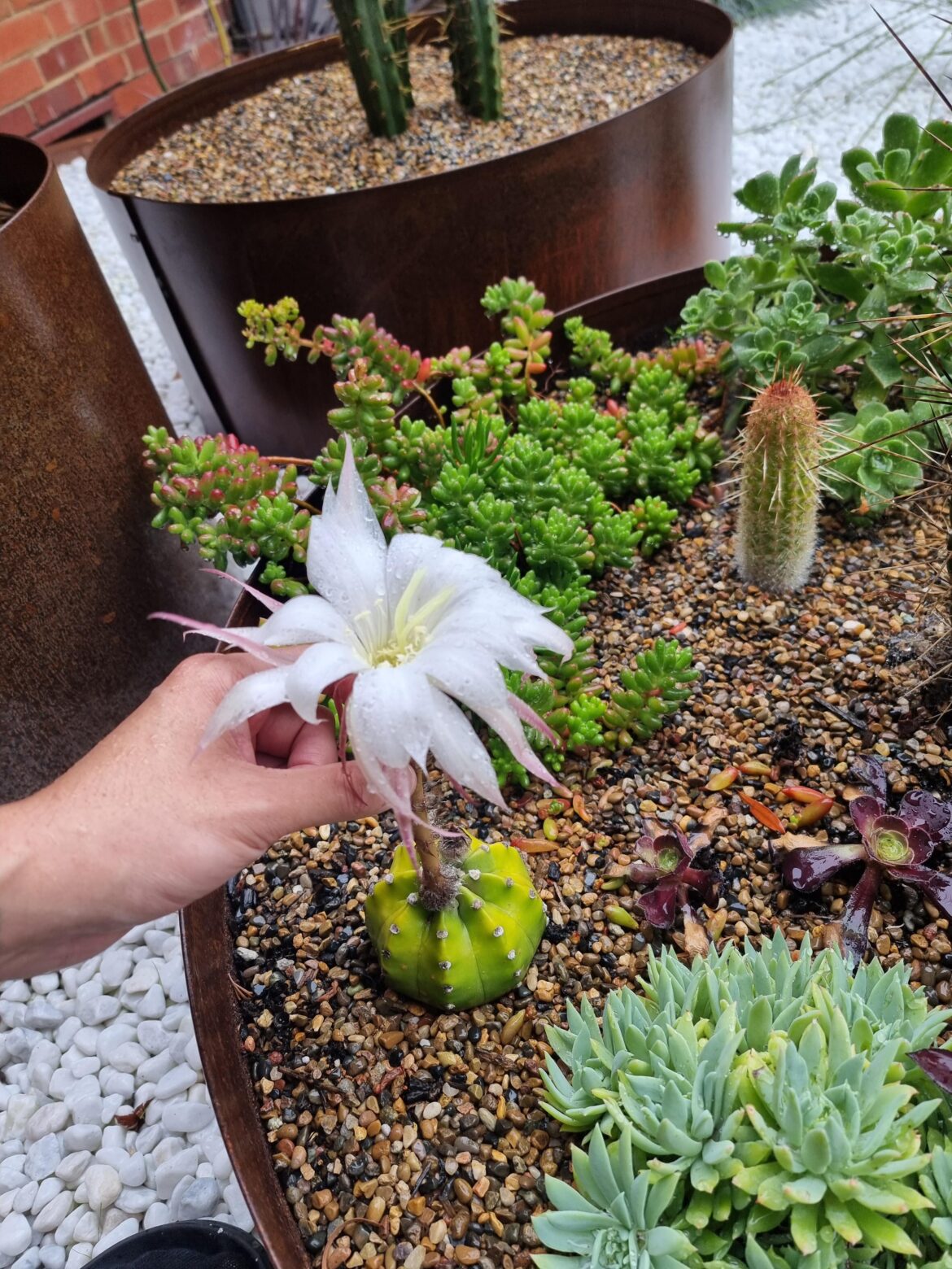 This little cactus produced a beast of a flower