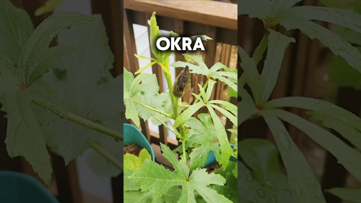 Garden Update #fyp #okra #gardening #containergarden #shorts #growingvegetable #containergardening
