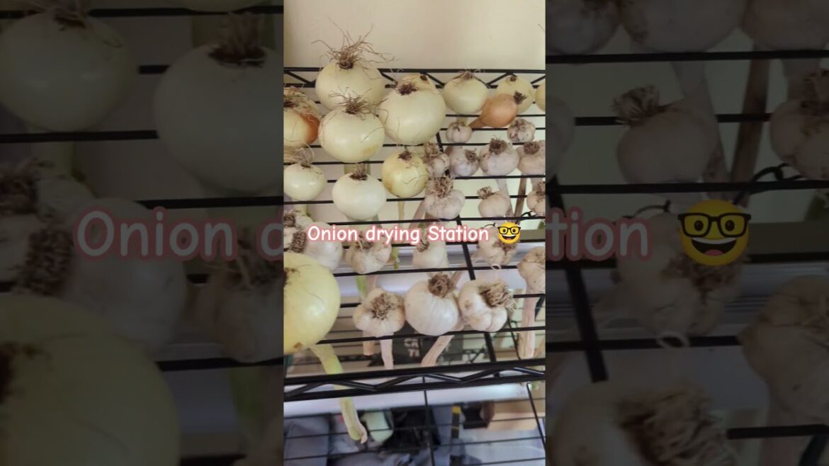 Onion 🧅 drying Station ⛽ 🌱🤓