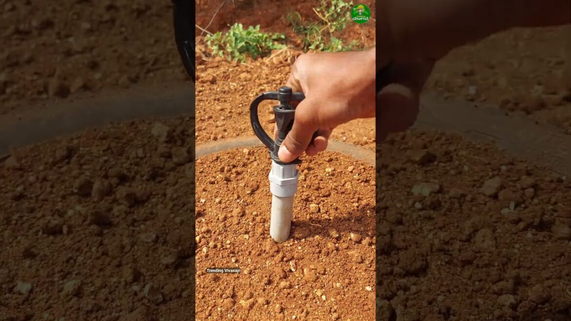 Gardening idea!👌🏻 reusing old tyre!!👍🏻#gardening #ideas #tips #sprinkler