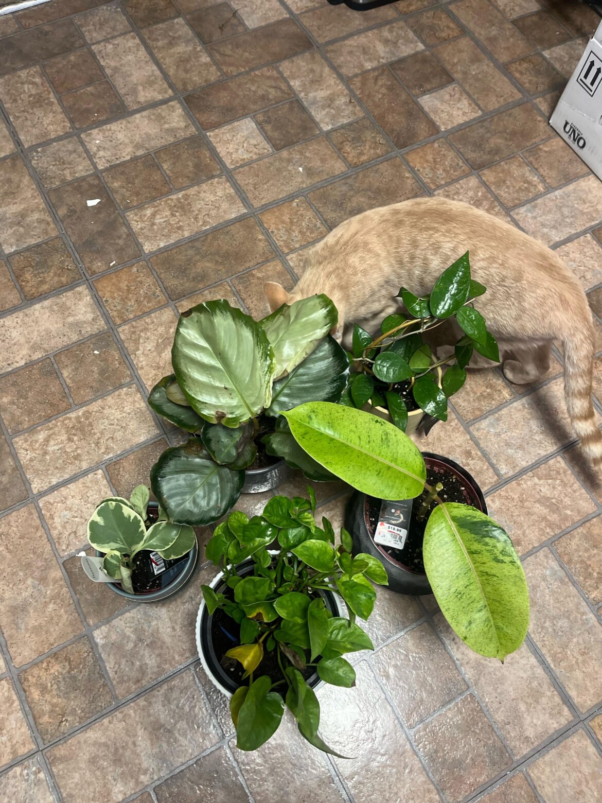 😘😻Lowe’s$14.93🥰🥰❣️