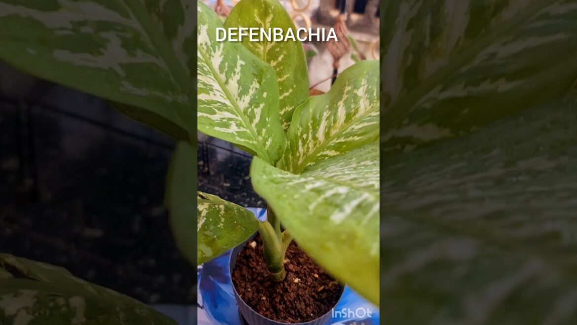 #airpurifierplant #plants #defenbachia #indoorplant #garden #homedecor #gardeningideas #ytshorts