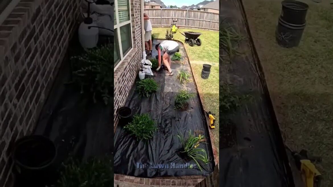 Hedging | Mowing | Landscaping | Cutting ๐ #shorts #satisfying #gardening Hedging | Mowing | Landscaping | Cutting ๐ #shorts #satisfying #gardening