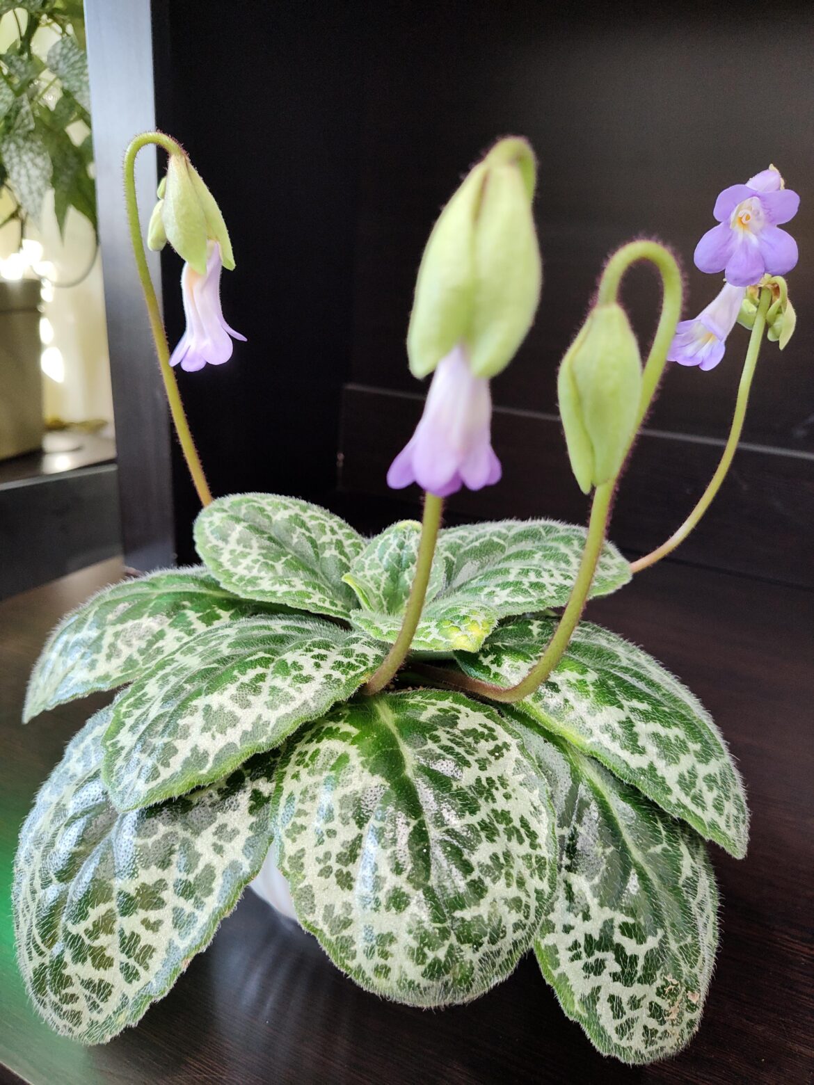 Primulina pretty turtle first blooms