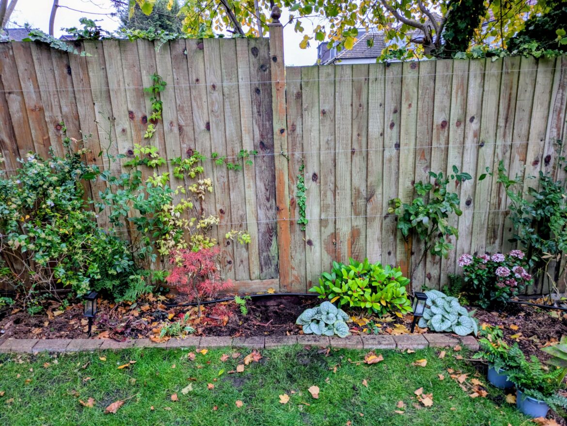 Help me pick a tall shrub for a shady border