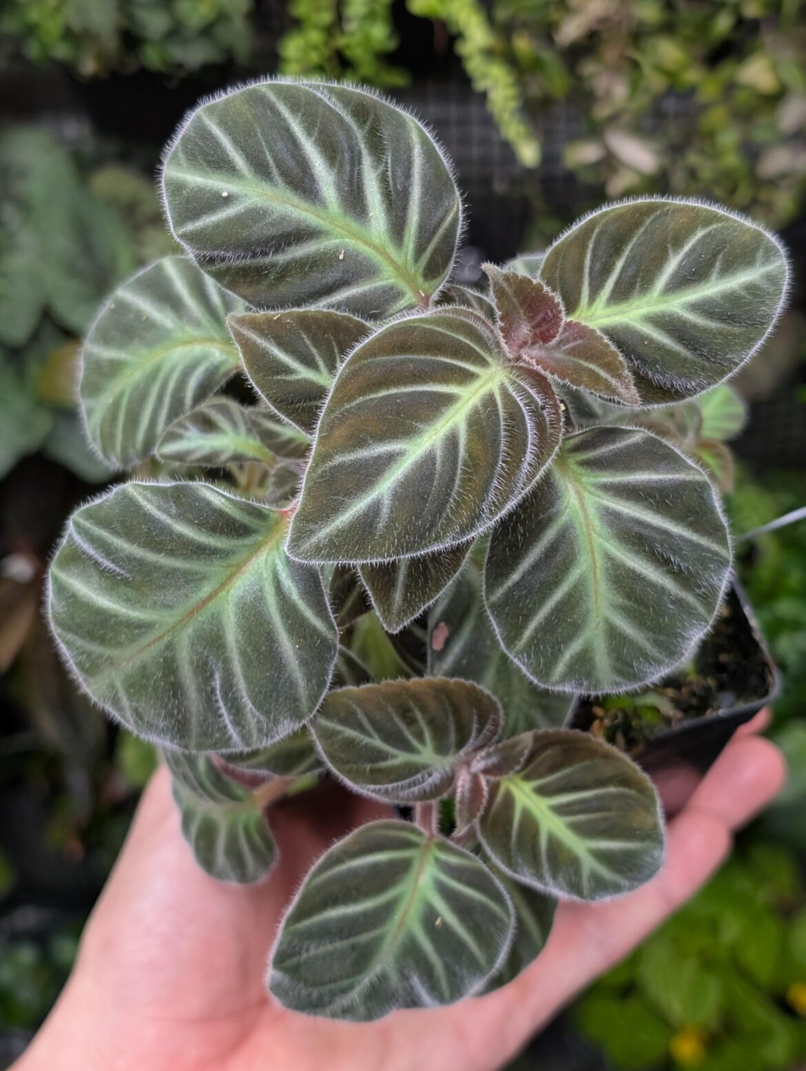 Gloxinella lindeniana