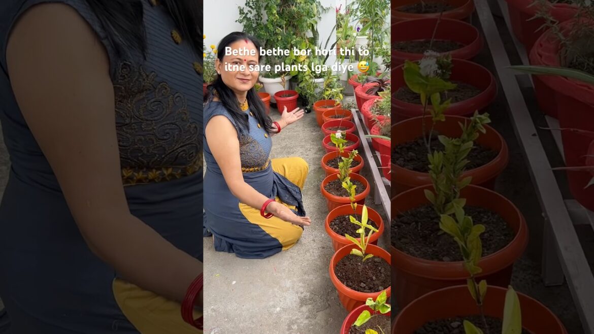 Adding more plants to my terrace garden 🪴 #gardeningtherapy #gardening #garden #plantlover #plants