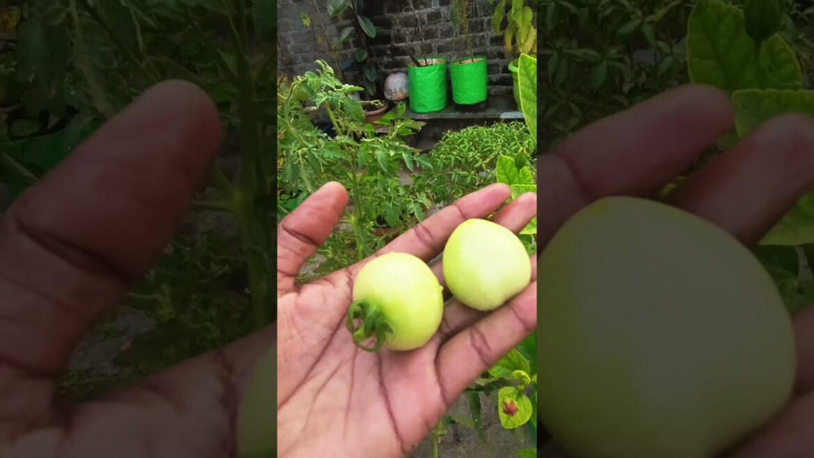 #tomato #harvesting from my #garden#trend#newshorts #howtogrow #harvest #khetibadi #newvideo#trends #tomato #harvesting from my #garden#trend#newshorts #howtogrow #harvest #khetibadi #newvideo#trends