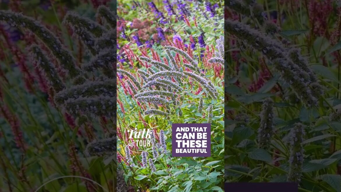 Designing Colorful Plant Combos | Tips from a Pro #garden #gardendesign