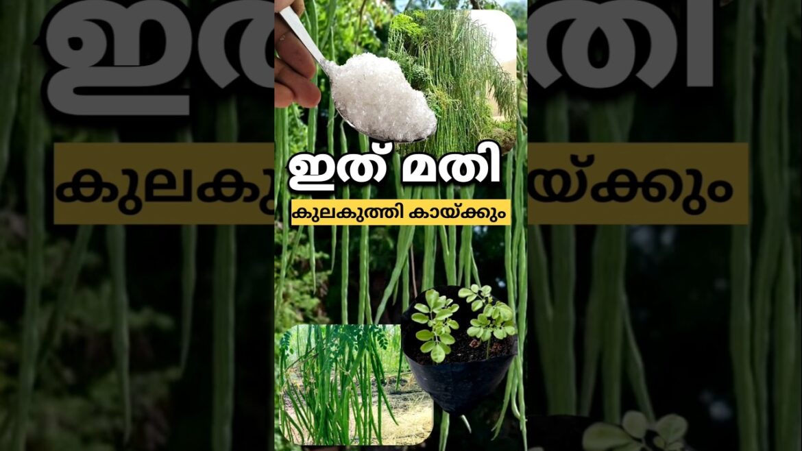 പറിച്ച് മടുക്കും വിളവ് | Krishi Tips 103 #plants #garden #flowers #vegetables