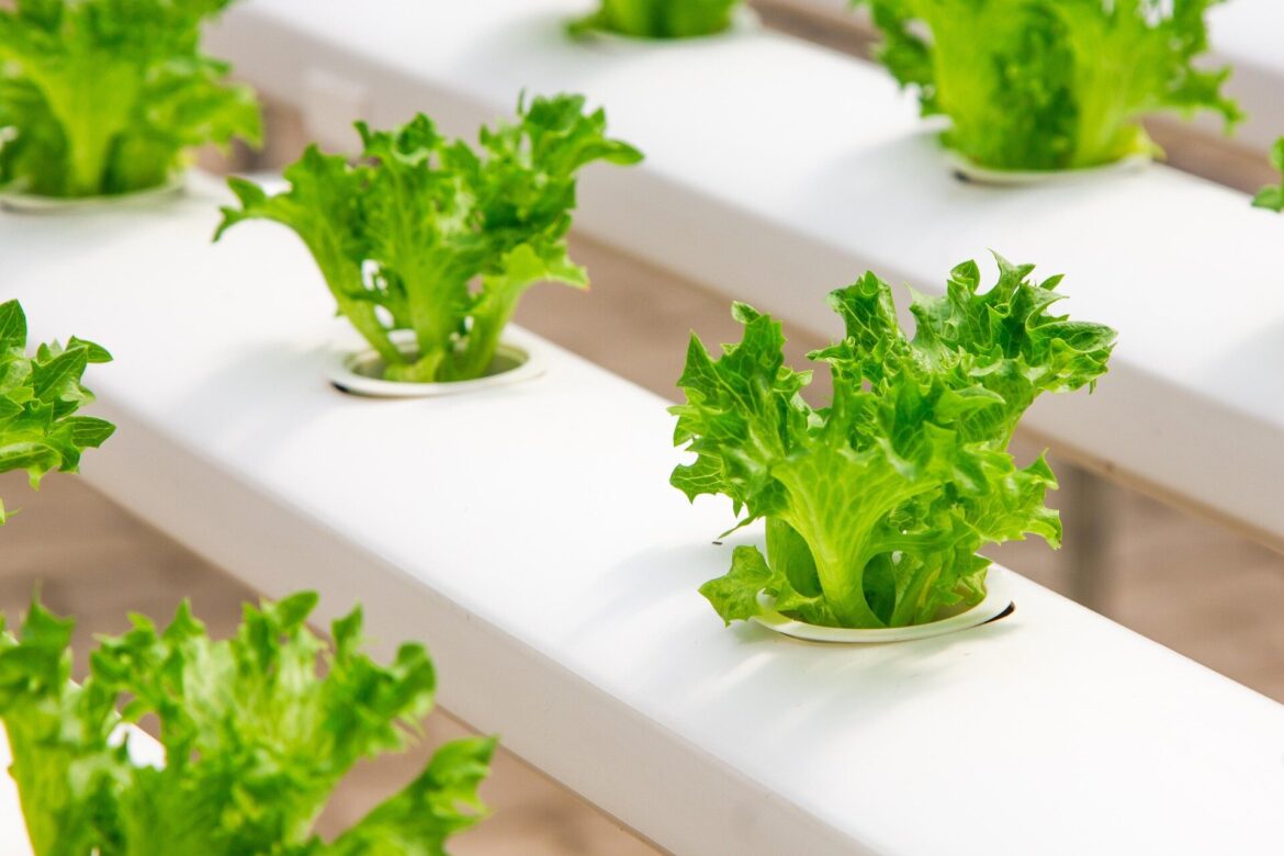 Indoor hydroponic gardening can improve mental health and quality of life for cancer patients Indoor hydroponic gardening can improve mental health and quality of life for cancer patients