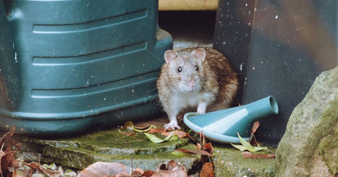 Prevent rats from being ‘attracted’ to your garden by adding 1 thing Daily Mirror