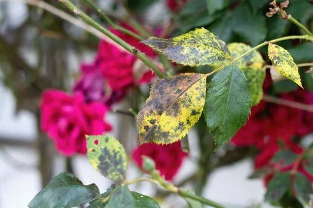 Diplocarpon rosae, rose black spot disease