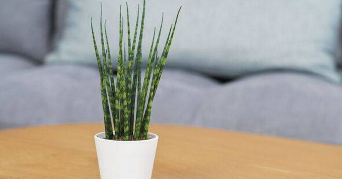 Snake plants will be healthy and happy in autumn if gardeners avoid 2 mistakes Daily Mirror