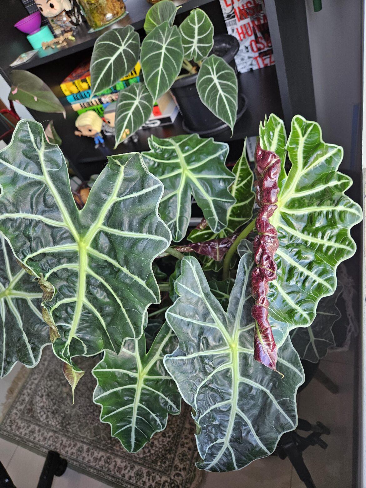 An immensity of Polly