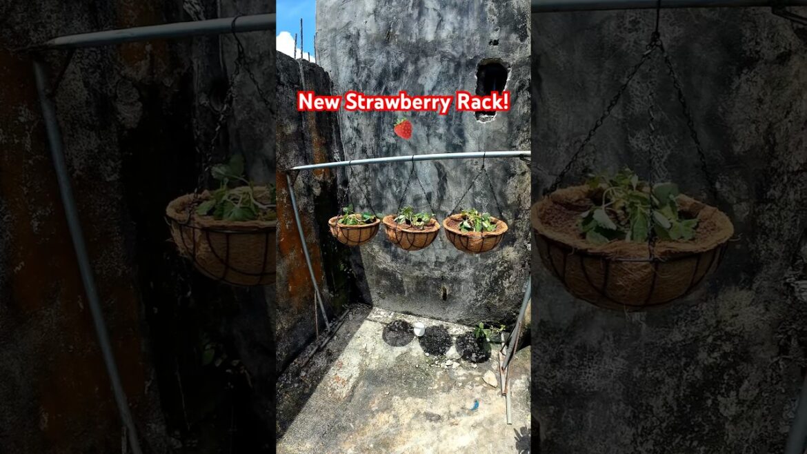 Strawberries Love My New Hanging Basket Setup! #ContainerGardening #GardenDIY #HangingBaskets