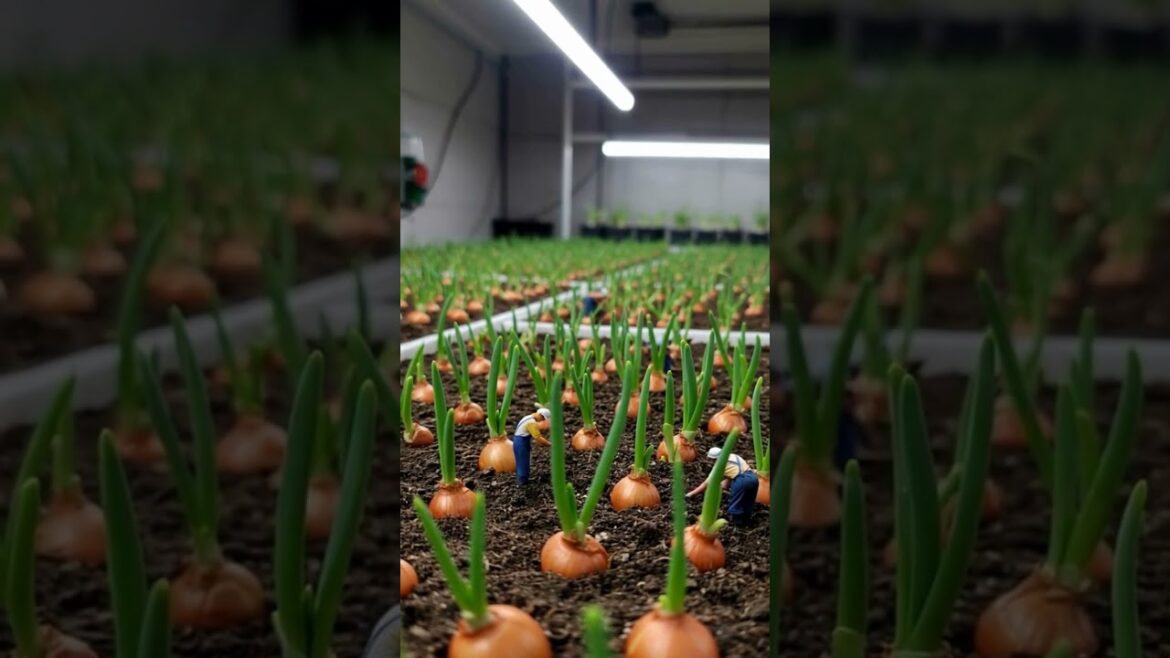 Mini Greenhouses, Big Growth 🌱 Tiny Onion Farming "Mini Greenhouses, Big Growth 🌱 Tiny Onion Farming"