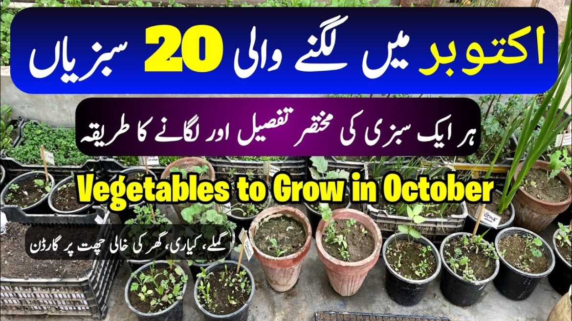 20 Vegetables to Grow in October Month | Best Time for Winter Vegetables | Oct/Nov Vegetables 20 Vegetables to Grow in October Month | Best Time for Winter Vegetables | Oct/Nov Vegetables