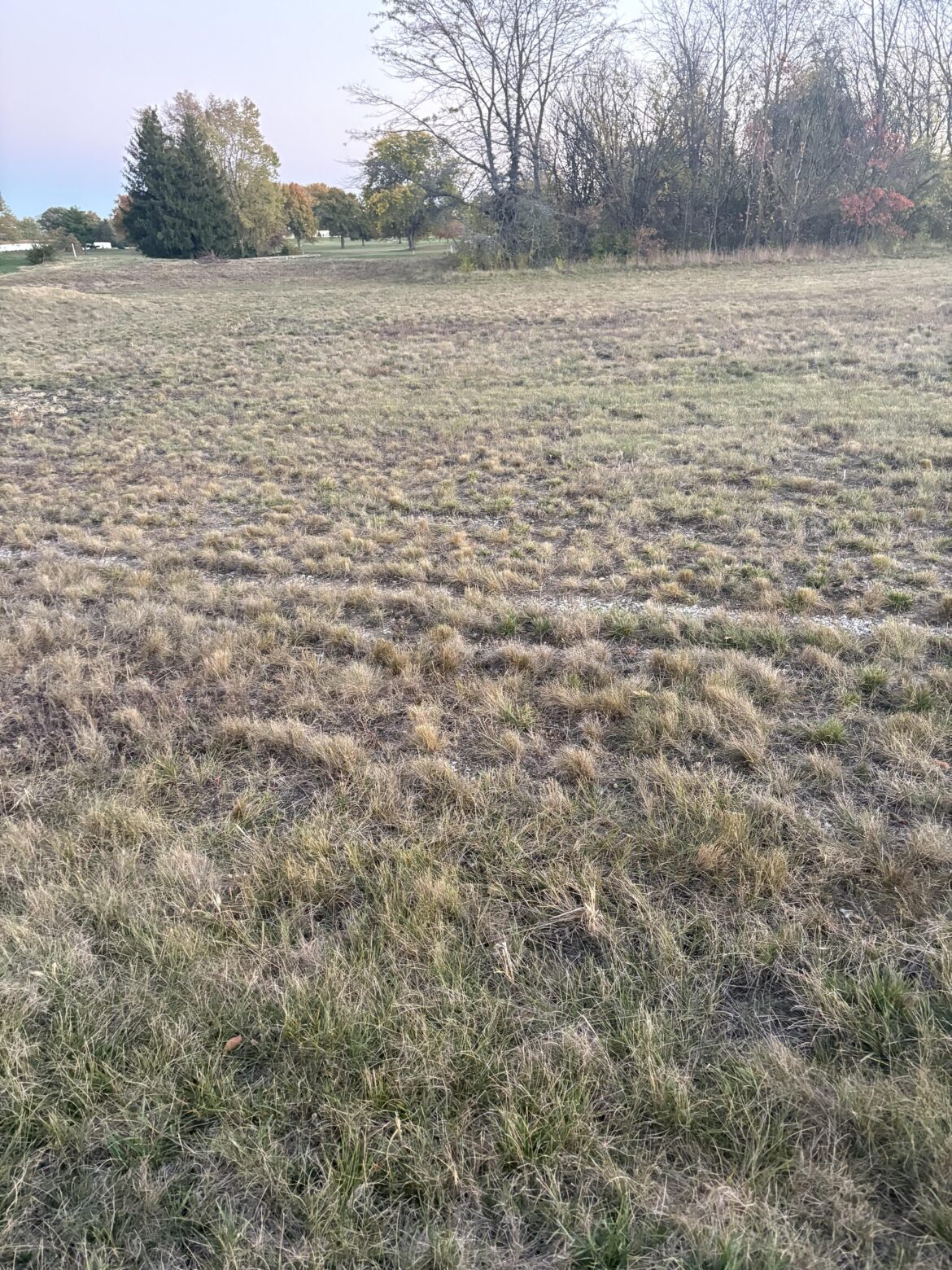Does anybody know what this type of grass is?