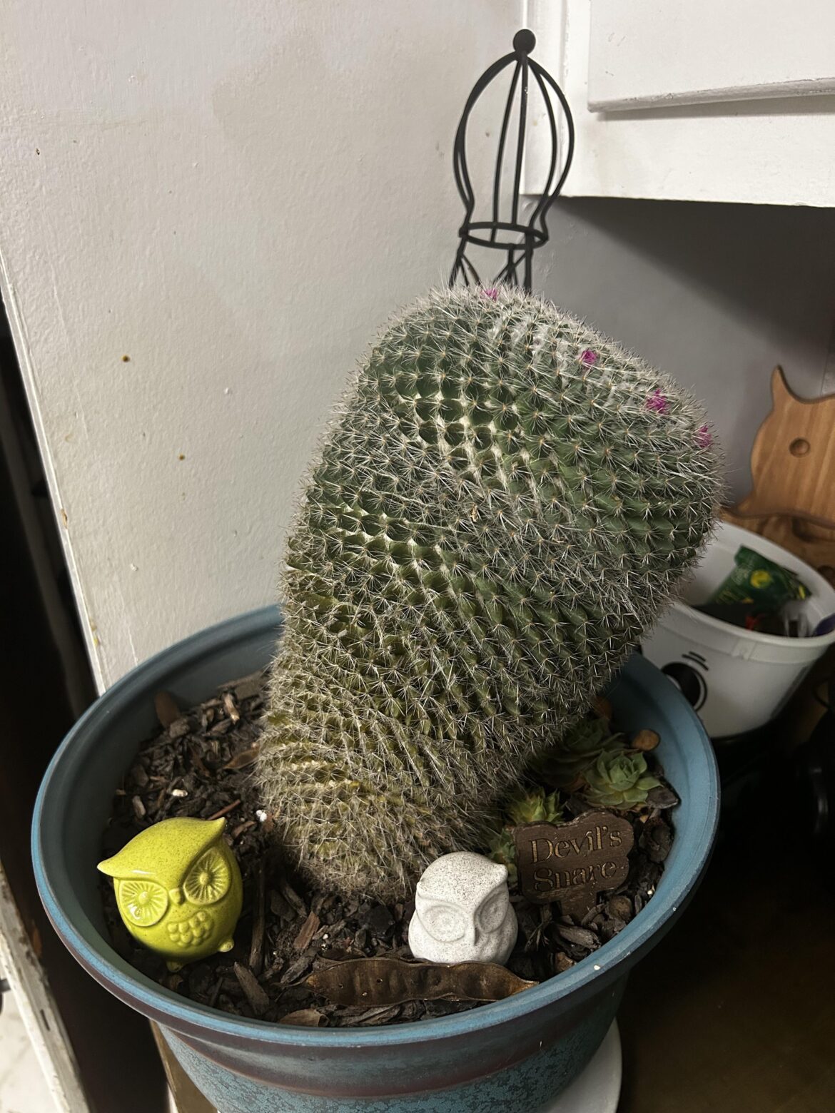 Had this for over 20 years. It was the size of a golfball when we got it.