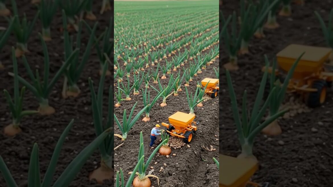 Fertilizing Onions in a Miniature Farm