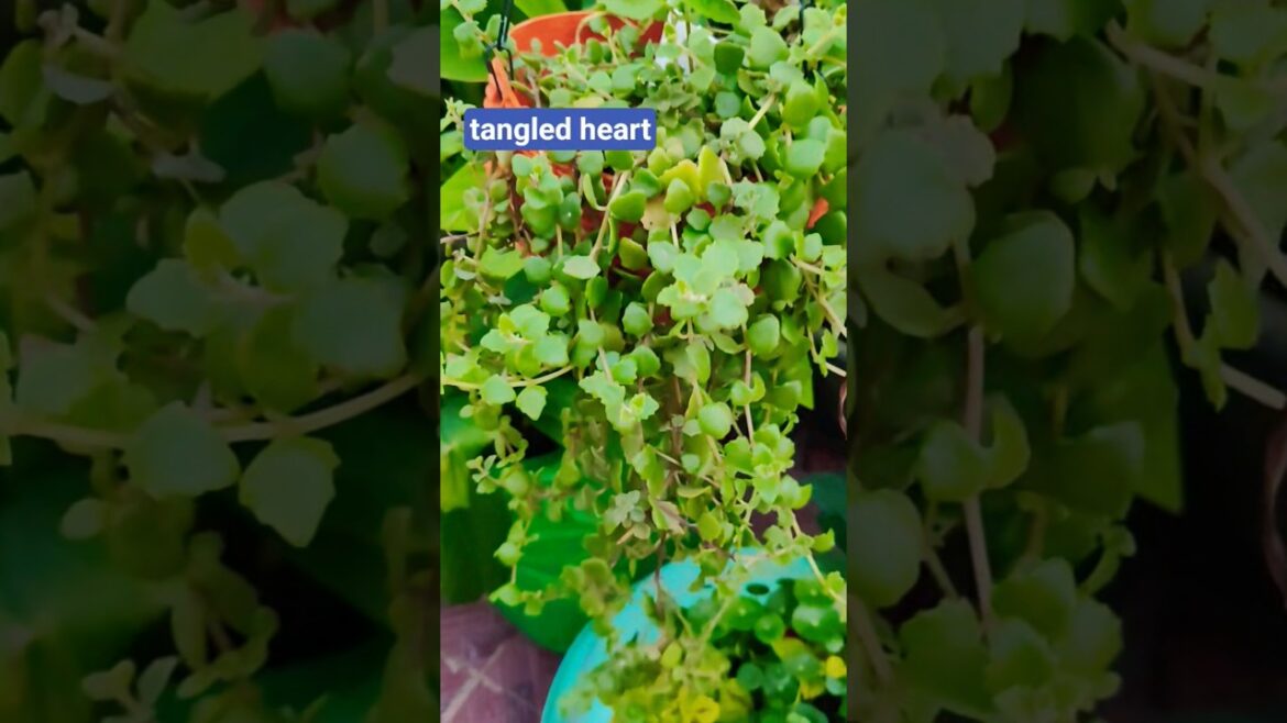 Tangled heart  perfect plant for hanging basket  #shorts  #gardening #petshub