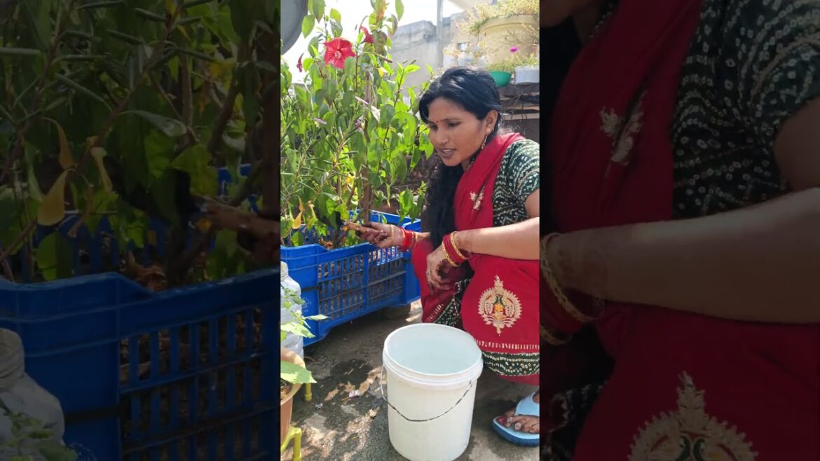 #youtubeshorts #minivlog #hindufestival #song #familyvlog #garden