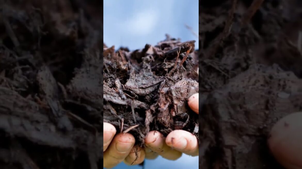 The Best (Dirt Cheap) Seed Starting Soil! #gardening #growyourownfood #gentlegardeners