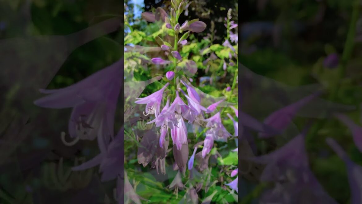 Good Morning Hostas! #garden #hostas #gardening #youtubeshorts Good Morning Hostas! #garden #hostas #gardening #youtubeshorts