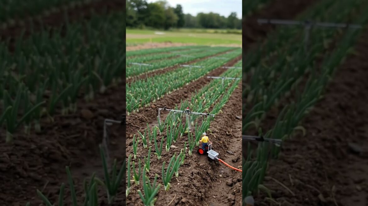 Smart Irrigation in a Miniature Onion Farm Smart Irrigation in a Miniature Onion Farm