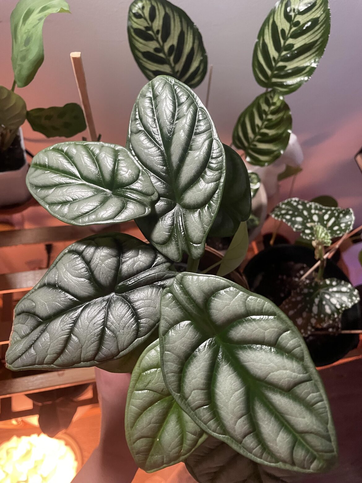 My beautiful dragon breath alocasia 💖