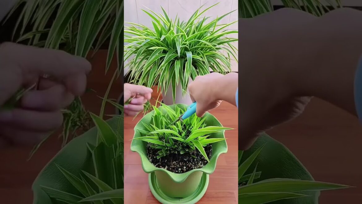 The spider plants has been growing for several years.aftar giving ita trim #shortvideo #spiderplant