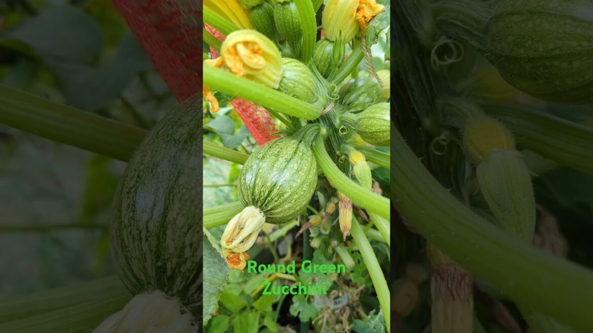 Round green zucchini