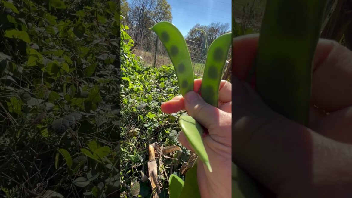When to pick your Lima beans! #gardeningtips