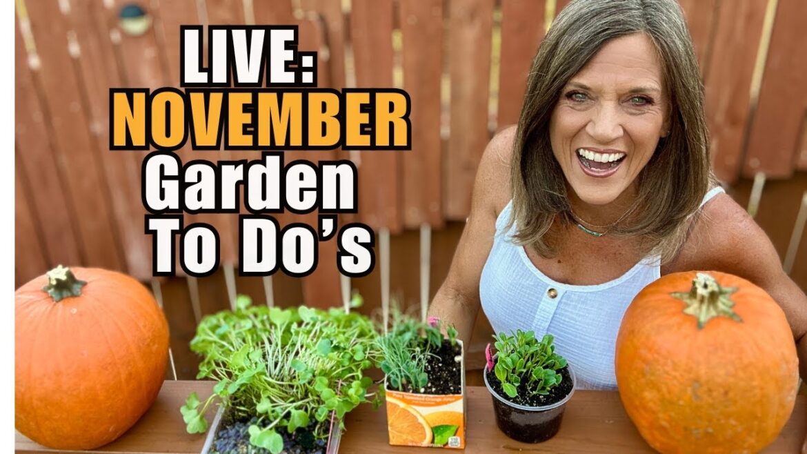 CaliKim: LIVE: November Garden To-Do’s: Fast, Easy & Essential (REPLAY) LIVE: November Garden To-Do’s: Fast, Easy & Essential (REPLAY)